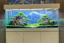 Nên bật đèn liên tục hay ngắt quãng cho hồ thủy sinh? 