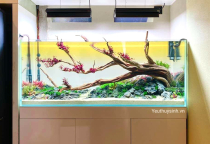 Ánh sáng trong hồ thủy sinh  Ánh sáng trong hồ thủy sinh
