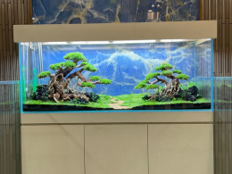 Nên bật đèn liên tục hay ngắt quãng cho hồ thủy sinh? 