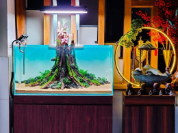 Thiết Kế Hồ Thủy Sinh 