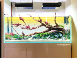 Ánh sáng trong hồ thủy sinh 