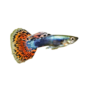 Thiết Kế Hồ Thủy Sinh 