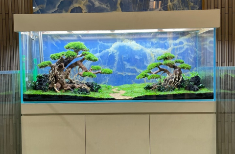 Nên bật đèn liên tục hay ngắt quãng cho hồ thủy sinh? 