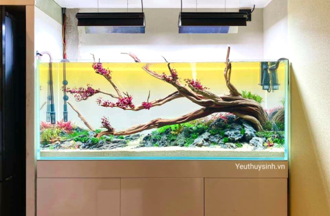 Ánh sáng trong hồ thủy sinh 