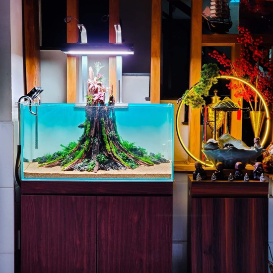 Thiết Kế Hồ Thủy Sinh 