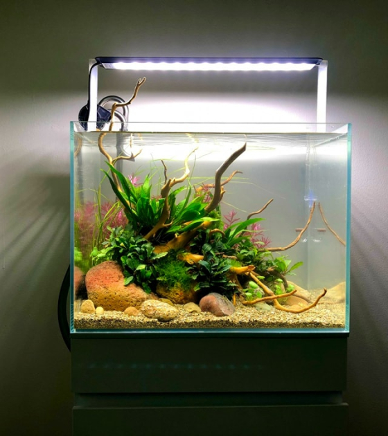 Hồ Mini Để Bàn 