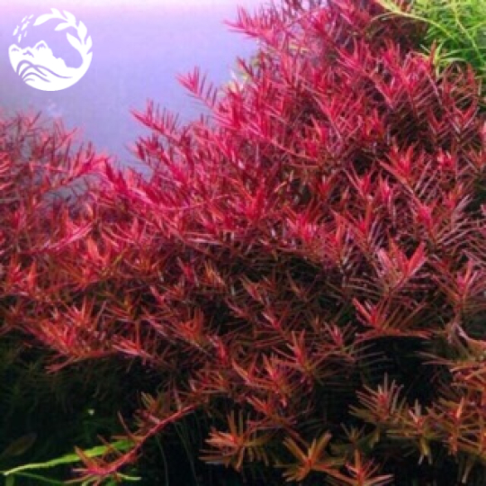 CÂY ROTALA SUPER RED