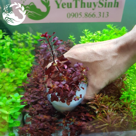 CÂY TÂN ĐẾ TÀI HỒNG