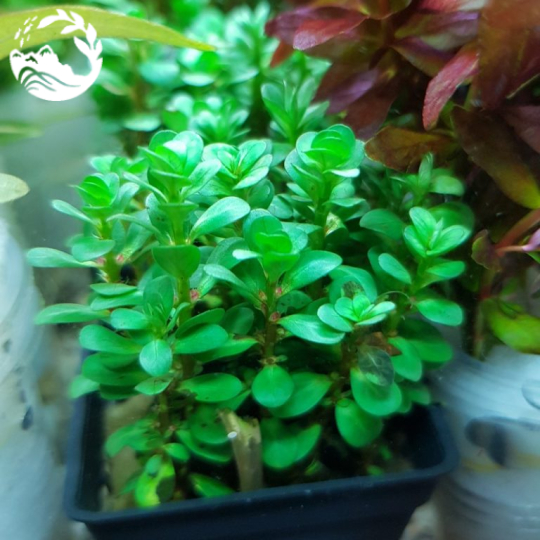 CÂY VẨY ỐC ẤN ĐỘ
