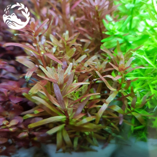 CÂY VẨY ỐC ĐỎ