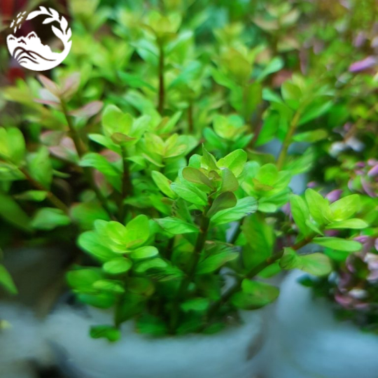 CÂY VẨY ỐC XANH