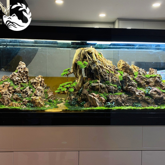 Tác phẩm: “Bonsai trên vách núi” 