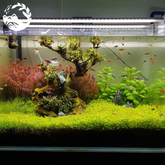 Hồ thủy sinh để bàn 60cm 