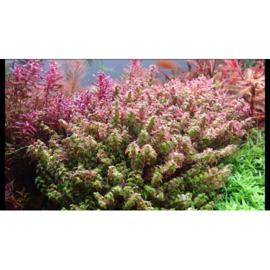 CÂY ROTALA PEARL