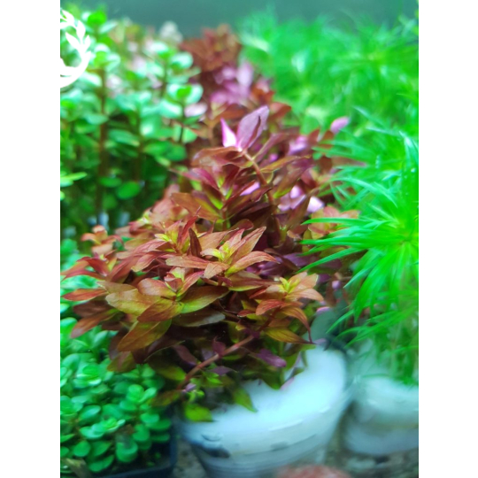 CÂY ROTALA SUPER RED