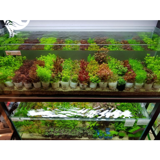 CÂY VẨY ỐC ẤN ĐỘ