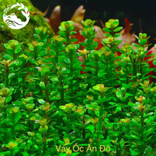 CÂY VẨY ỐC ẤN ĐỘ