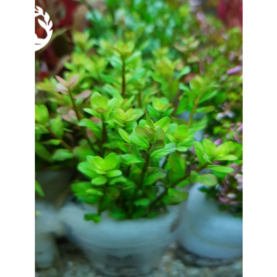CÂY VẨY ỐC XANH